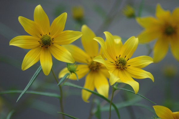 Yellow Daisies @ Stone Mountain 3 (9-2-06)